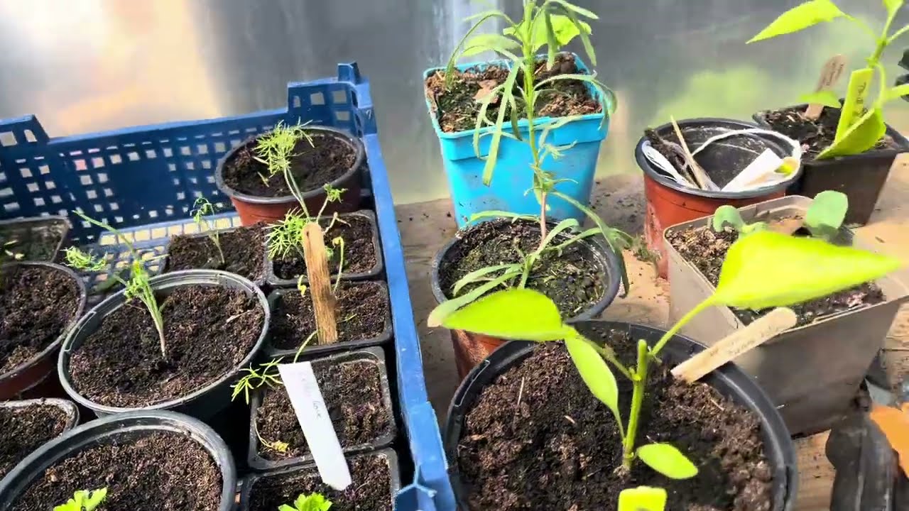 Mai au potager, semis, plantation, débuter son potager.