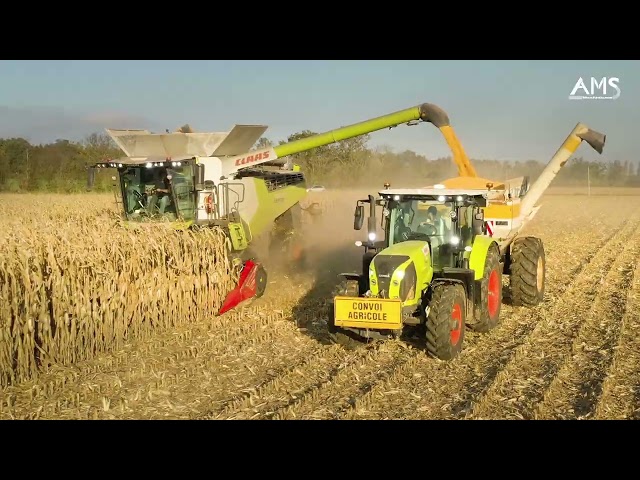 NEW CLAAS LEXION 8600 aux maïs 2024 dans l'Ain (01) - chantier 100% CLAAS / SARL GIMARET