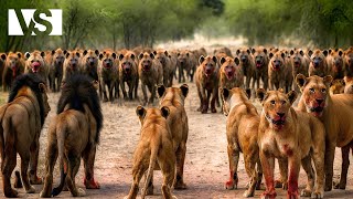 Lions Vs Hyènes Le Combat Le Plus Brutal De La Savane Africaine - Documentaire Animalier