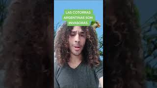 ¿Qué hacemos con las cotorras argentinas en Madrid?