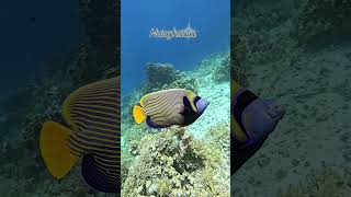 The Emperor Angelfish, sc #egipt  #hurghada #england #germany #underwaterworld