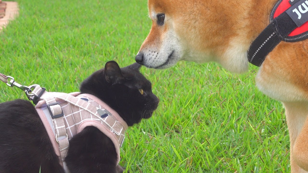 I was impressed by the good care of the kitten, so I