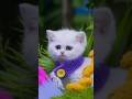 Mio Mao Baby Kitten Cat Cutecat Kitten Animalvideos Shorts Hooplakidztv Mittensandpants 