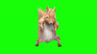 Green Screen Dancing Squirrel video effects