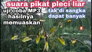 SUARA PIKAT BURUNG PLECI SUPER AMPUH || langsung dapat banyak