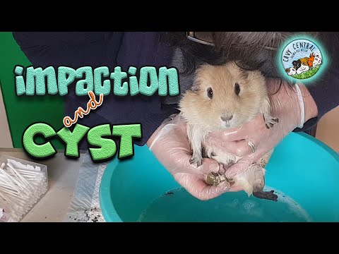 Video Senior Male Guinea Pig with Chronic Impaction - Boar... - youtube