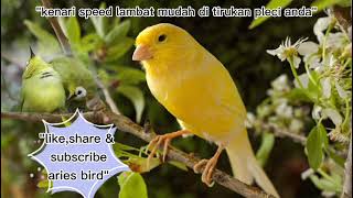 #masteran pleci#kenari speed lambat mudah di ingat#swara kenari speed lambat #