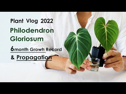 Plant Vlog 2022 Philodendron Gloriosum 6 Month Growth Record, Philodendron gloriosum Propagation