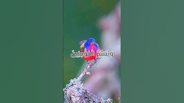 سورة الكهف_فضائل سوره الكهف يوم الجمعه #سورة_الكهف #يوم_الجمعة #رسولالله #حدیث_شریف #قران_كريم