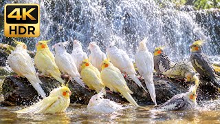 Mist from the Falls, Sun on Their Feathers — Cockatiels Calling Back & Forth | 4K