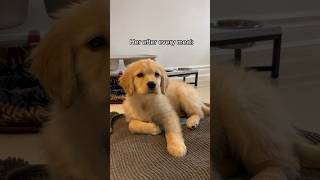 Small puppy, big burps  #puppy #goldenretriever #cutepuppy #dogs #puppyvideos #puppies #dogshorts