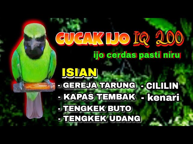 masteran cucak ijo full isian tembakan class=