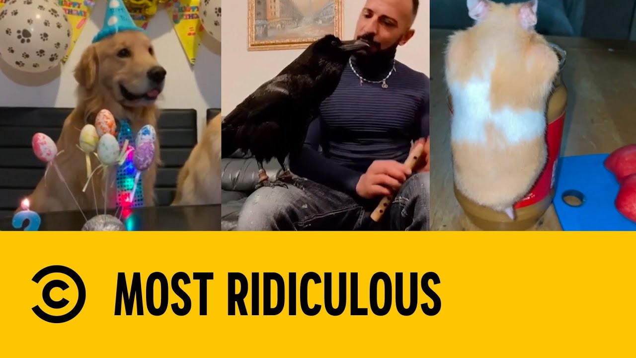 Purrfect Pets Most Ridiculous YouTube