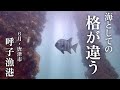 【呼子漁港・海中映像】佐賀の海がヤバすぎて驚愕！海としての格の違いを見せつけられた、、、とにかく見てほしい✨🐟🐟🐟釣り✨#208 福岡釣部 in 福岡・糸島・佐賀・北九州・玄界灘・広島・岡山・瀬戸内海