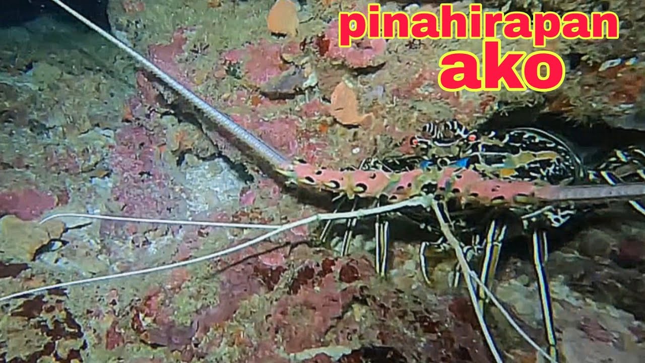 ep659 malaking banagan pinahirapan ako night spearfishing Philippines 