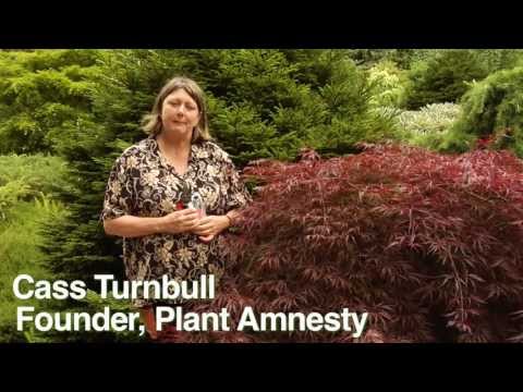 How To Select The Proper Tools For Pruning - Instructional Video W Plant Amnesty