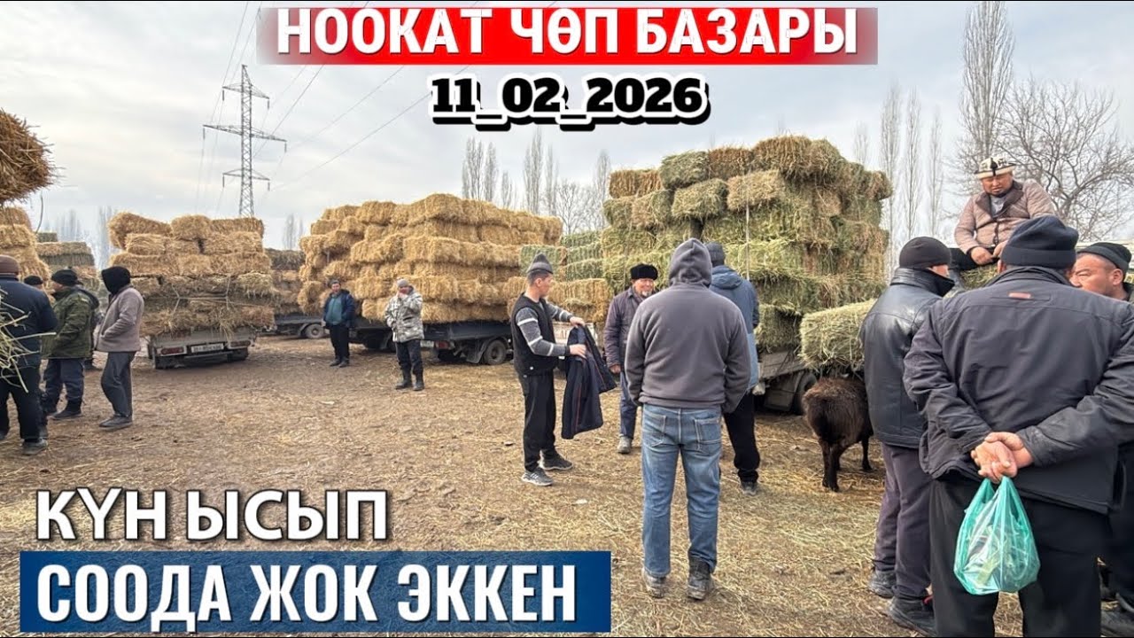 АЛАРМАН АЗ НООКАТ ЧӨП БАЗАРЫ 11 февраль 2026  Жыл 