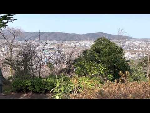 花　アルト1番