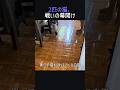2匹の猫、戦いの幕開け