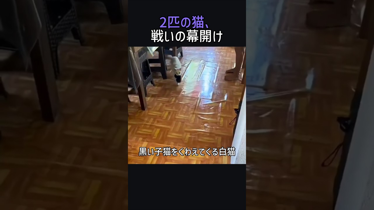2匹の猫、戦いの幕開け