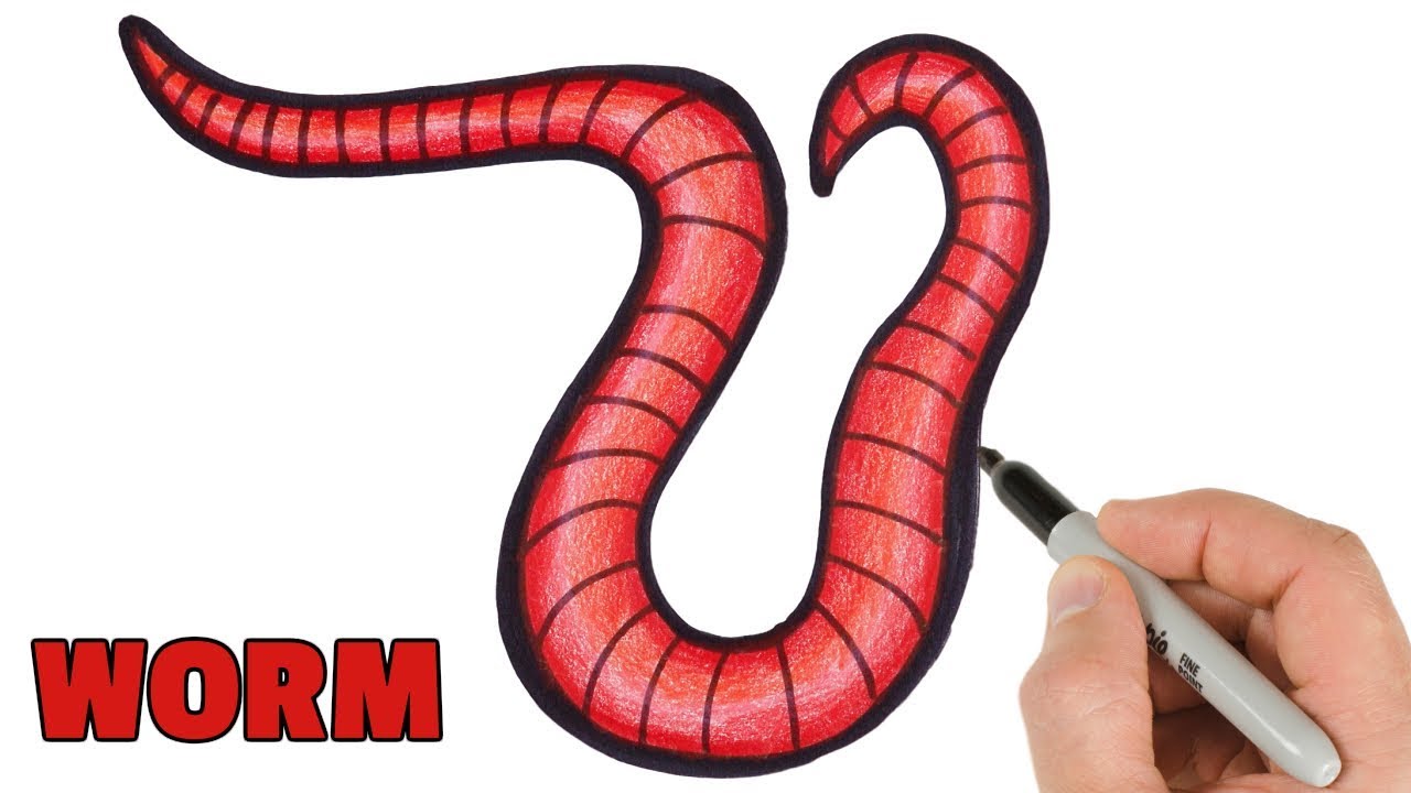 How to Draw and Color a Worm Easy  Step by step animals drawings 