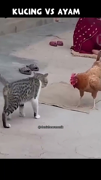 Ayam agresif berani melawan kucing