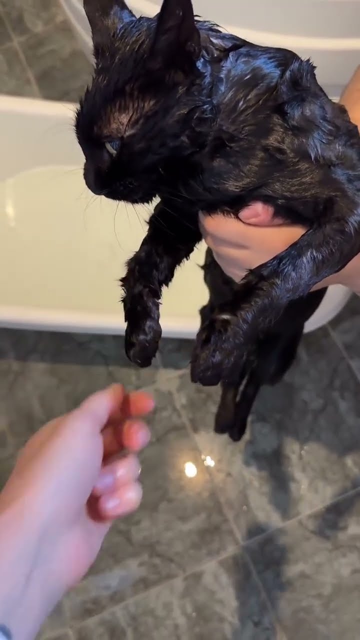 Top des vidéos très mignon petit chaton