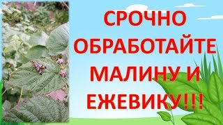 СРОЧНО ОБРАБОТАЙТЕ так МАЛИНУ И ЕЖЕВИКУ ОТ ВРЕДИТЕЛЕЙ. Выращивание малины и ежевики.