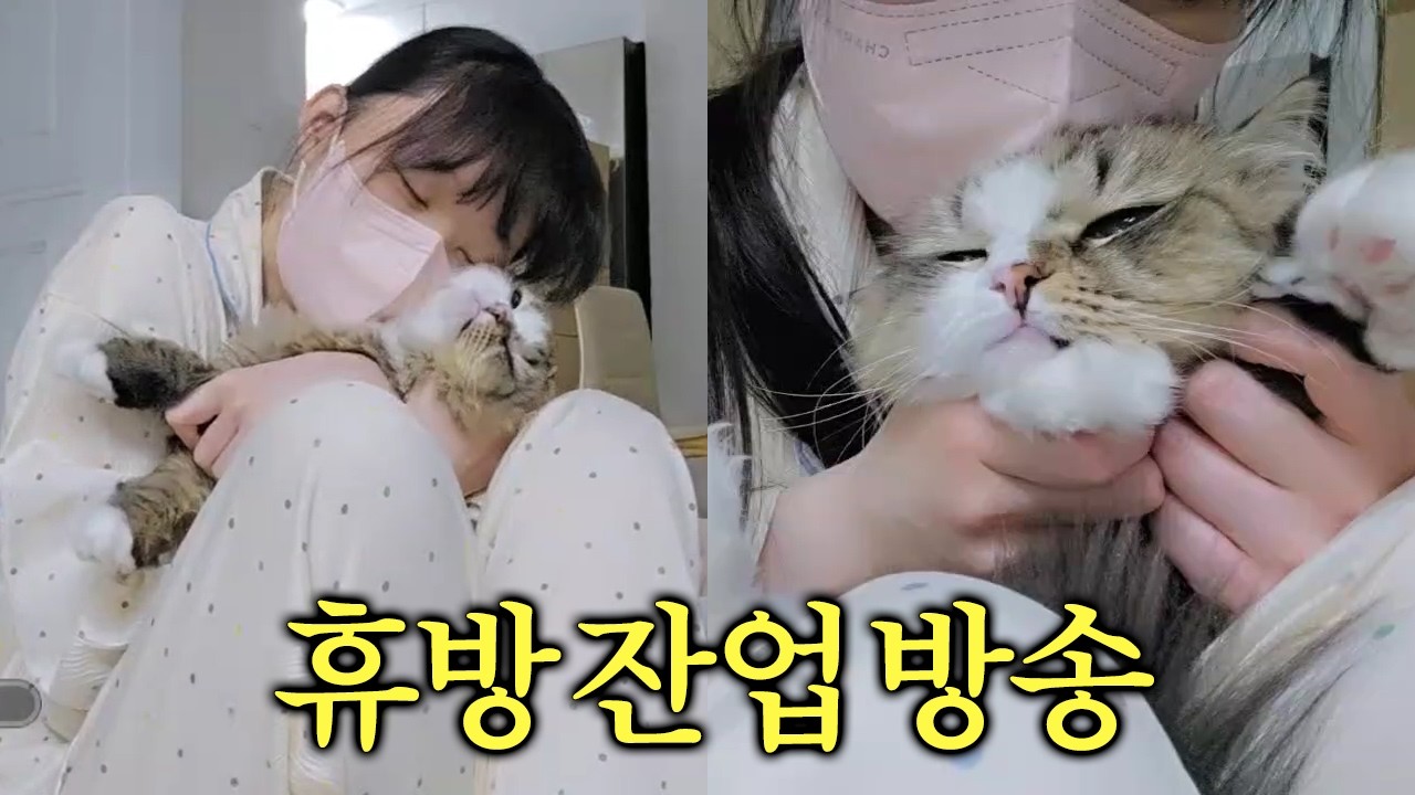 치지직 최고 순둥 냐옹이 복돌이