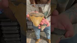 Let’s learn about the teeth of everybody’s favorite prehistoric shark…🦈#shorts #dinosaur #science