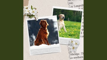 Delightful Moods for Relaxing Puppy Days