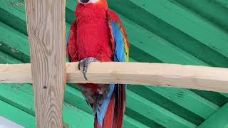 Heidi Fleiss Parrot diary 32