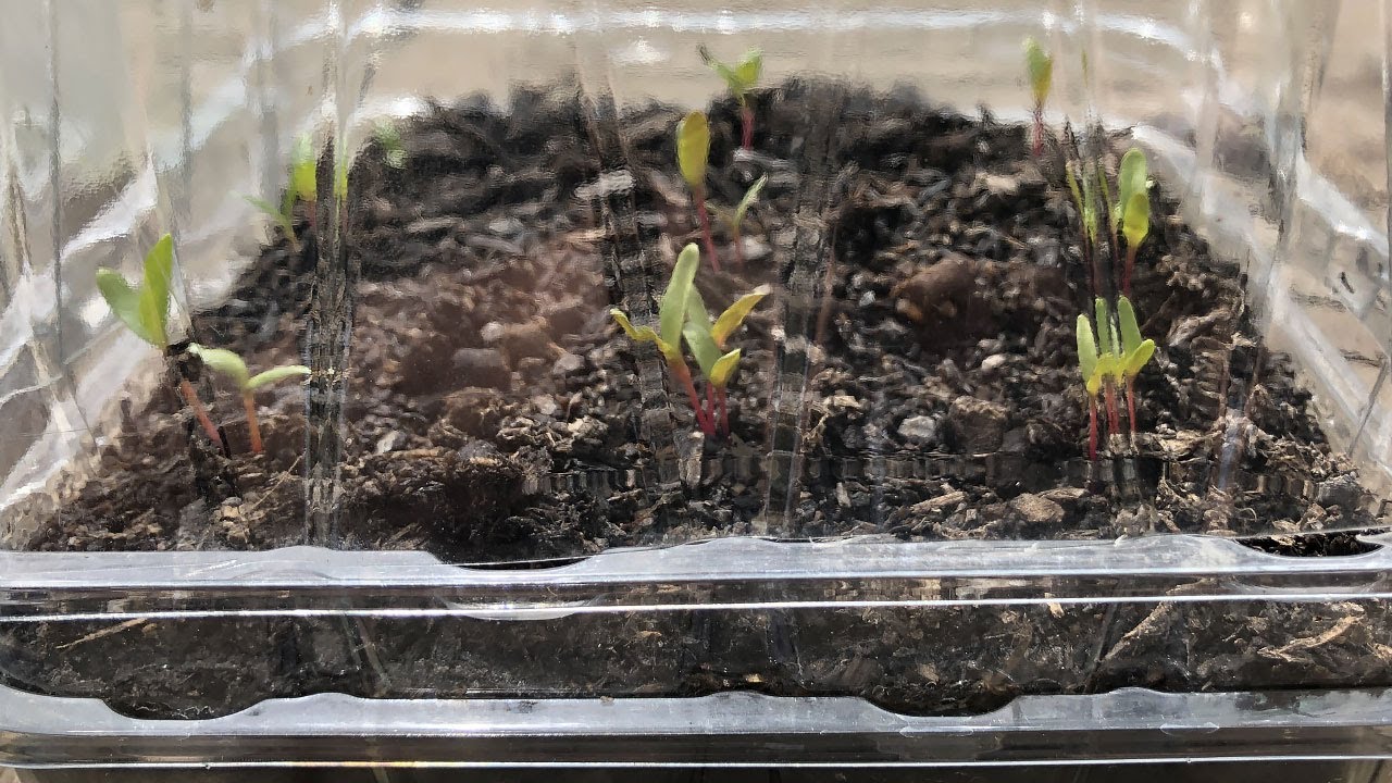 How to make a MiniGreenhouse for Veggies/Flower Seeds No need to Buy