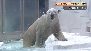 ホッキョクグマがやってきた　平川動物公園の目指すものとは？　鹿児島