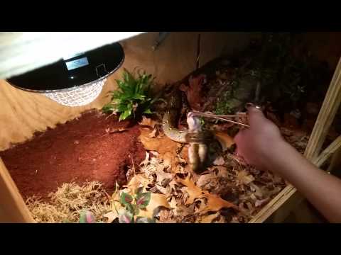 Reticulated Python Feeding