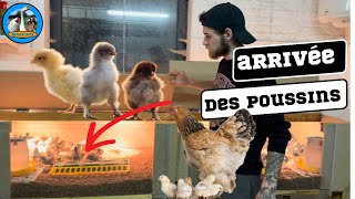 PRÉSENTATION DES POUSSINS D’ORNEMENT !