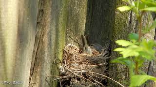 Гніздо коноплянки / Common Linnet nest