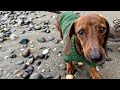 Mini dachshund beach zoomies