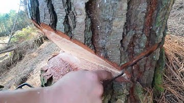 Advanced tree felling techniques- Wing cuts