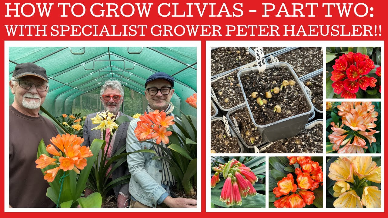 How to grow Clivias - Part two: with specialist grower Peter Haeusler!!