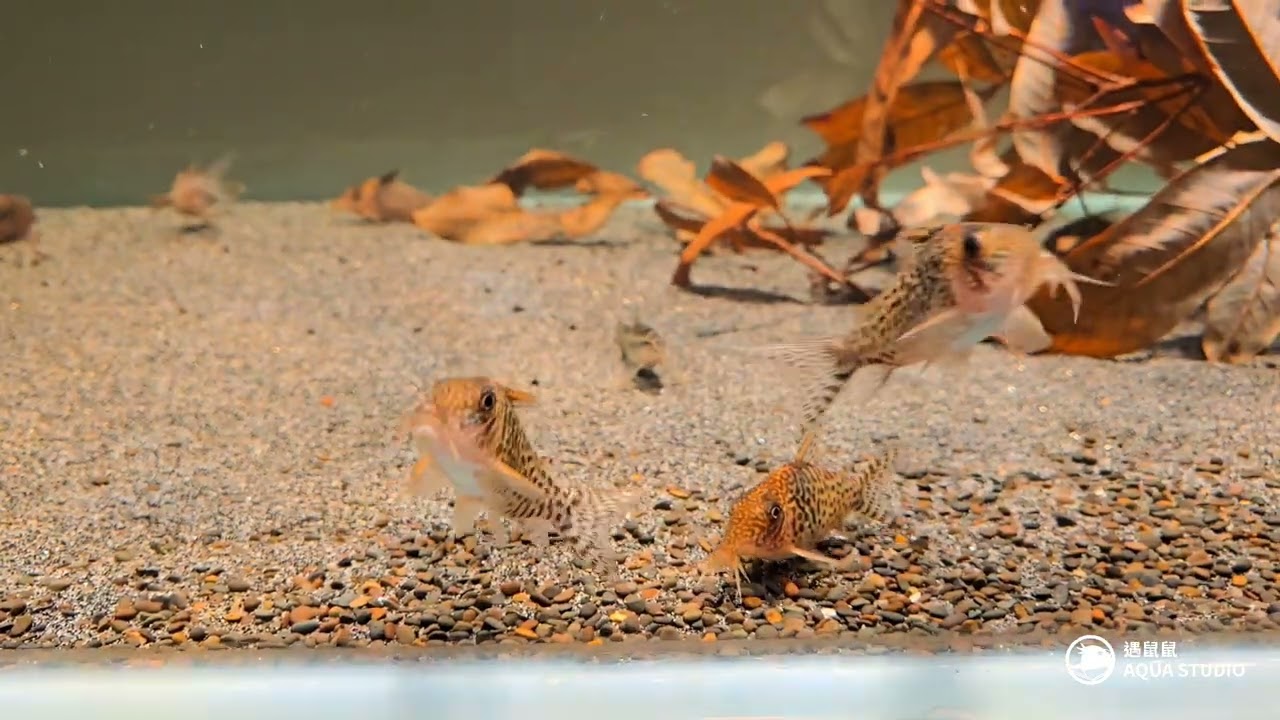 遇鼠鼠 | 尖吻金鑽鼠 C117