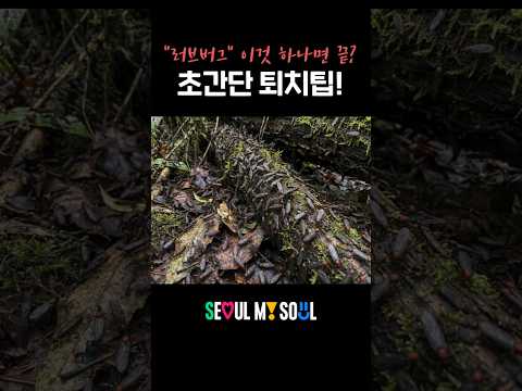 대처 요령 <strong>총정리</strong>! #shorts #러브버그 #서울시 #<strong>서울</strong> #SEOUL