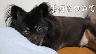 【ご報告】 我が家の愛犬「リリィ」の手術について。