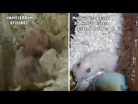 Case Study: My Hamster's Hormonal Challenges!