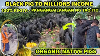 Black Pig To Million Income - Organic Native Pig - 100% Kikita Dahil Pangangailangan Ito Ng Tao