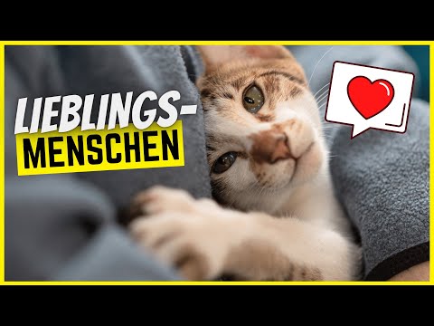 Video: Es Wurde Vorgeschlagen, Die Beziehung Zwischen Katzen Und Besitzern In Fünf Typen Zu Unterteilen