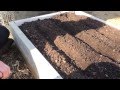 Planting Carrots in a Raised Bed