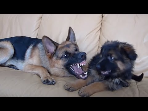 German Shepherd and Puppy Playing On Couch