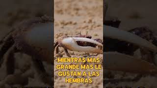 Mientras más grande, más hembras tienen #shorts