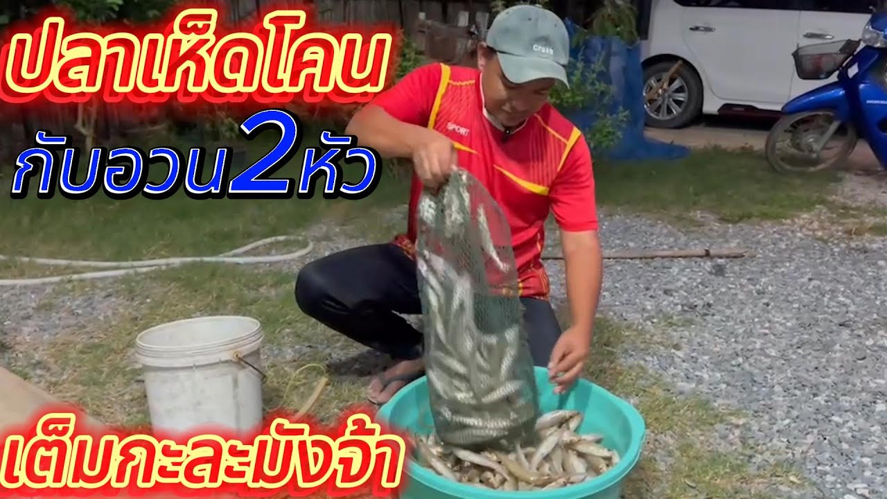 ปลาเห็ดโคนกับอวน2หัวเต็มกะละมังจ้า